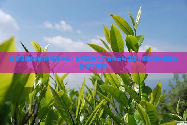 康县阳坝茶叶都有哪些种类？如何区分它们的特点与品质？哪种茶叶最适合品尝与购买？