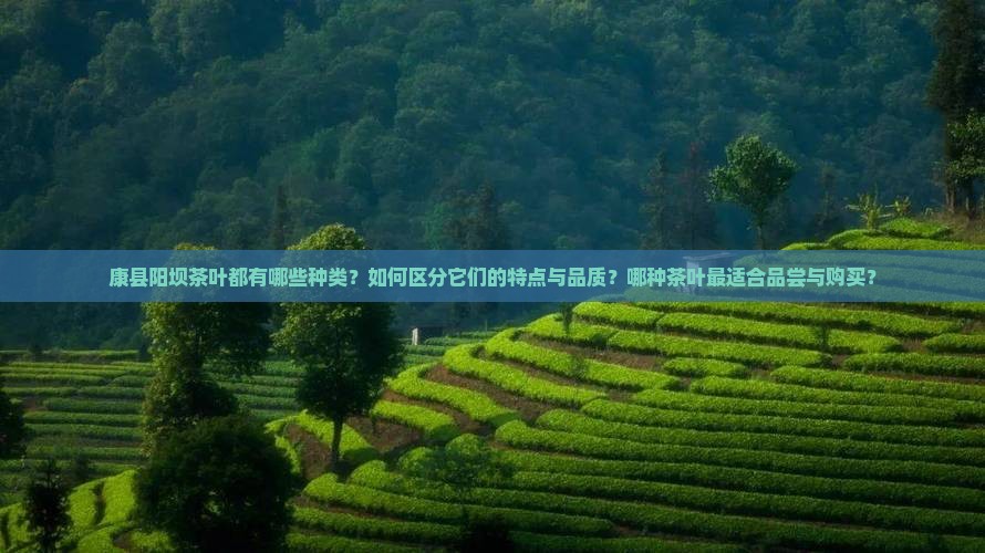 康县阳坝茶叶都有哪些种类？如何区分它们的特点与品质？哪种茶叶最适合品尝与购买？