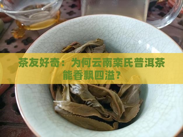 茶友好奇：为何云南栾氏普洱茶能香飘四溢？