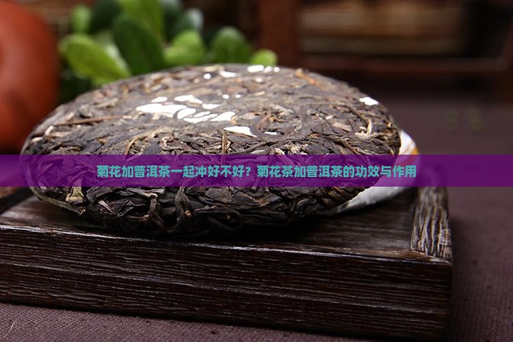 菊花加普洱茶一起冲好不好？菊花茶加普洱茶的功效与作用