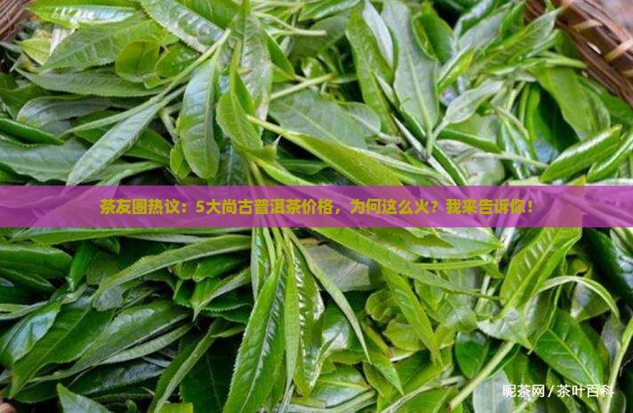 茶友圈热议：5大尚古普洱茶价格，为何这么火？我来告诉你！