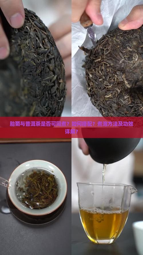 胎菊与普洱茶是否可同煮？如何搭配？煮泡方法及功效详解？