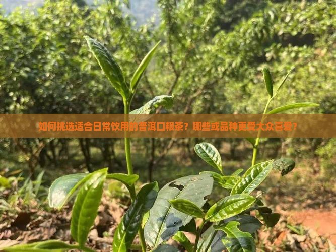 如何挑选适合日常饮用的普洱口粮茶？哪些或品种更受大众喜爱？