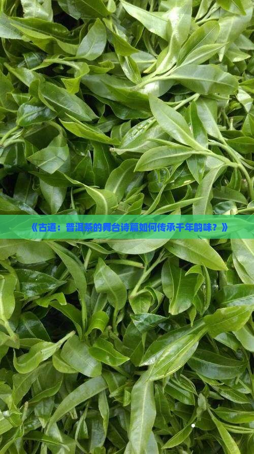 《古道：普洱茶的舞台诗篇如何传承千年韵味？》