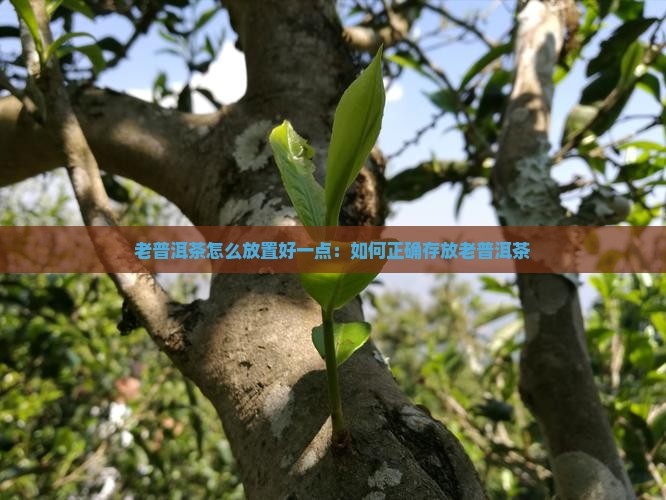 老普洱茶怎么放置好一点：如何正确存放老普洱茶
