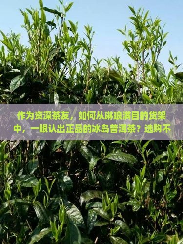 作为资深茶友，如何从琳琅满目的货架中，一眼认出正品的冰岛普洱茶？选购不踩雷的3大秘诀！