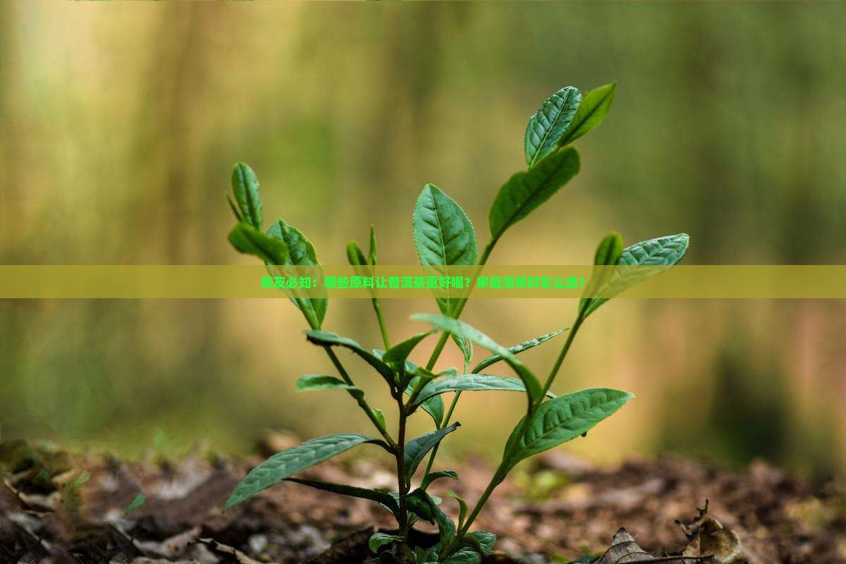 茶友必知：哪些原料让普洱茶更好喝？家庭泡茶时怎么选？