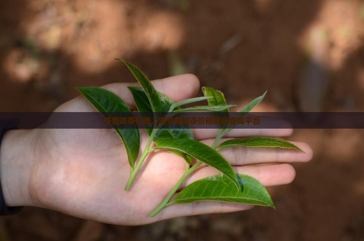 茶普洱茶价格上哪查普洱茶价格排行查询平台