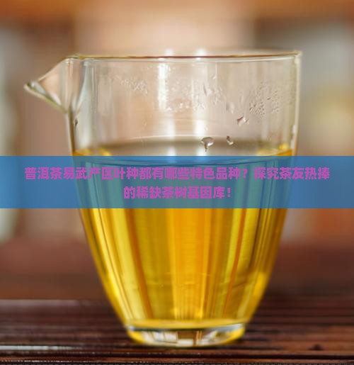 普洱茶易武产区叶种都有哪些特色品种？探究茶友热捧的稀缺茶树基因库！