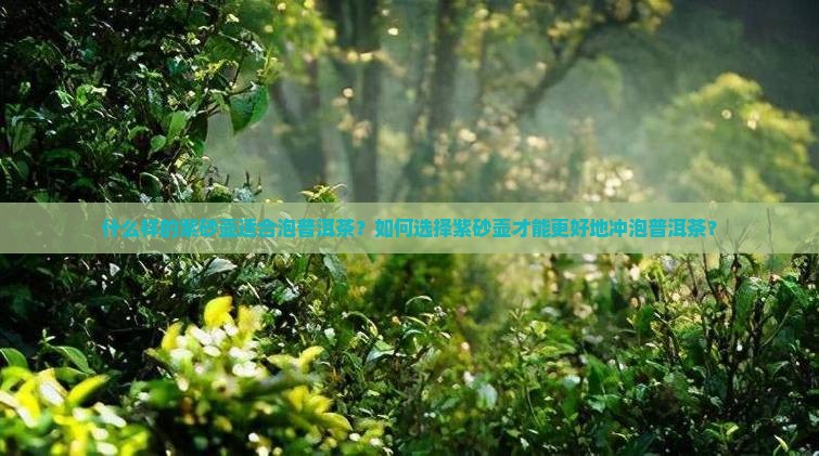 什么样的紫砂壶适合泡普洱茶？如何选择紫砂壶才能更好地冲泡普洱茶？
