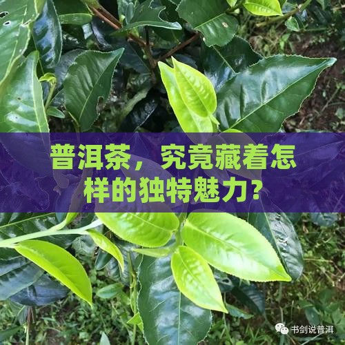 普洱茶，究竟藏着怎样的独特魅力？