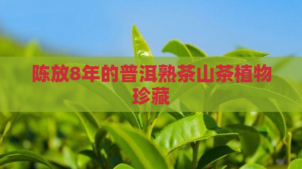 陈放8年的普洱熟茶山茶植物珍藏