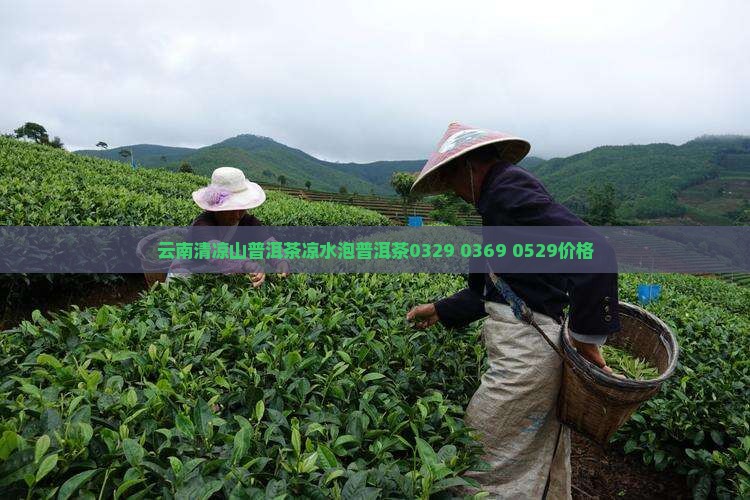 云南清凉山普洱茶凉水泡普洱茶0329 0369 0529价格