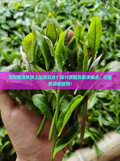 为何普洱茶饼上出现红点？探讨原因及解决痛点，行业热词新趋势！