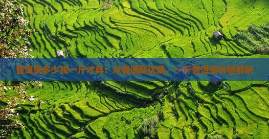 普洱茶多少钱一斤才真：从普通到优质，一斤普洱茶价格解析