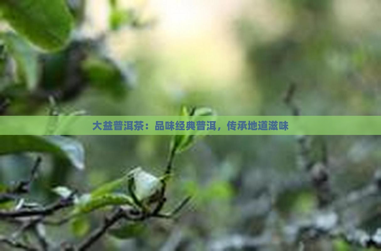 大益普洱茶：品味经典普洱，传承地道滋味
