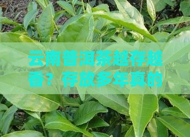 云南普洱茶越存越香？存放多年真的好吗？