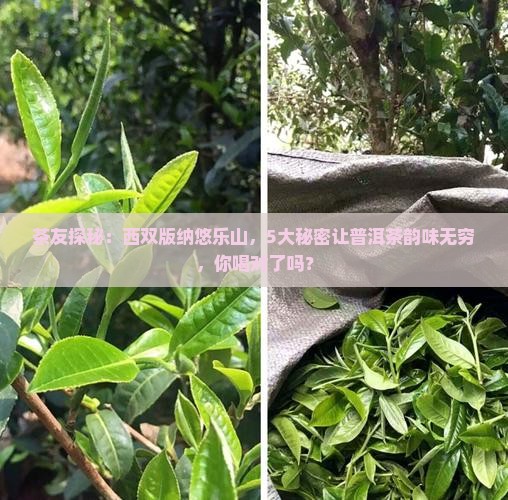 茶友探秘：西双版纳悠乐山，5大秘密让普洱茶韵味无穷，你喝对了吗？
