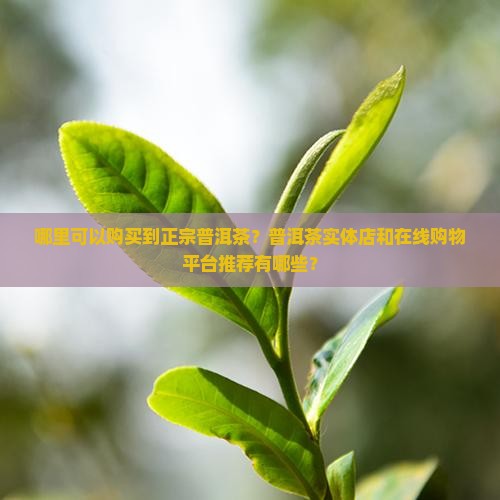 哪里可以购买到正宗普洱茶？普洱茶实体店和在线购物平台推荐有哪些？