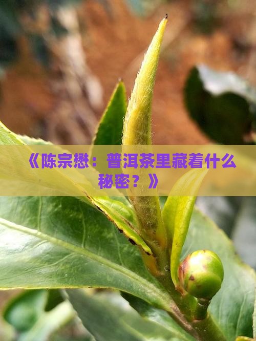 《陈宗懋：普洱茶里藏着什么秘密？》