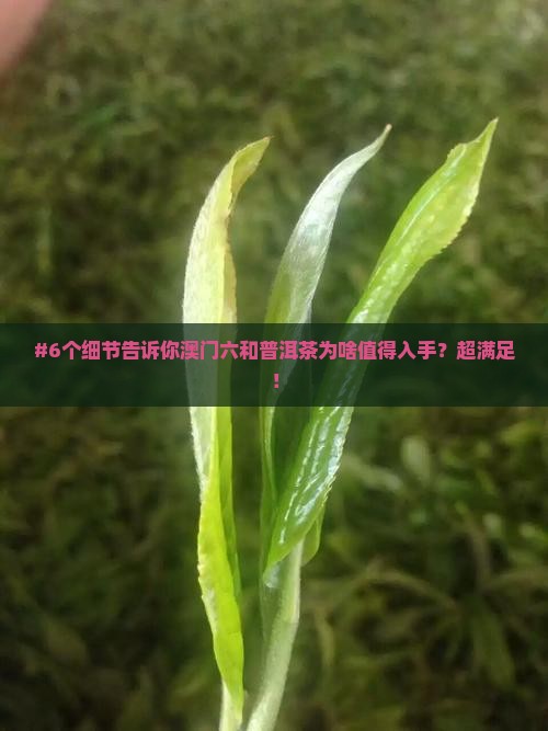 #6个细节告诉你澳门六和普洱茶为啥值得入手？超满足！