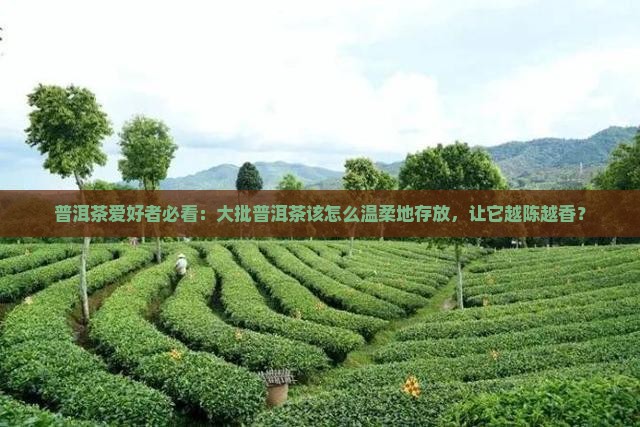普洱茶爱好者必看：大批普洱茶该怎么温柔地存放，让它越陈越香？