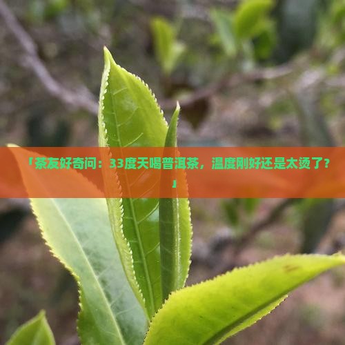 「茶友好奇问：33度天喝普洱茶，温度刚好还是太烫了？」
