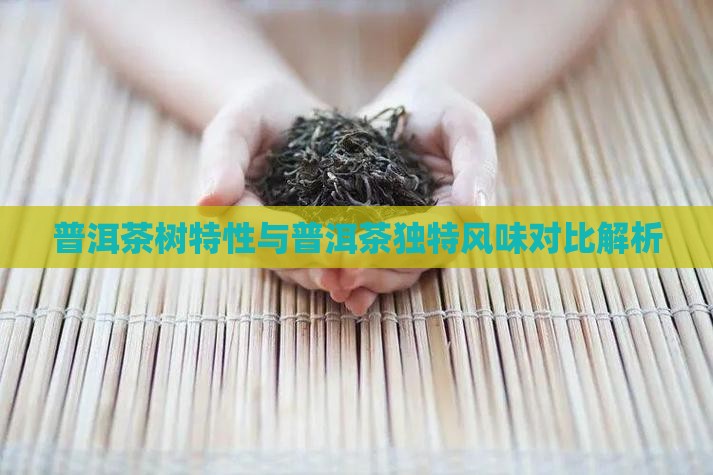 普洱茶树特性与普洱茶独特风味对比解析