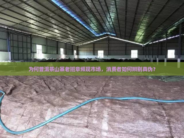 为何普洱茶山寨老班章频现市场，消费者如何辨别真伪？