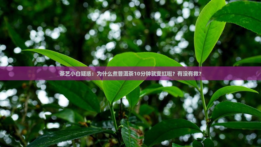 茶艺小白疑惑：为什么煮普洱茶10分钟就变红啦？有没有救？