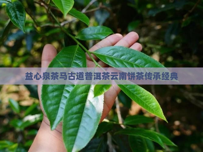 益心泉茶马古道普洱茶云南饼茶传承经典
