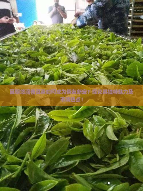 昆明悠润普洱茶如何成为茶友新宠？探究其独特魅力及市场热点！