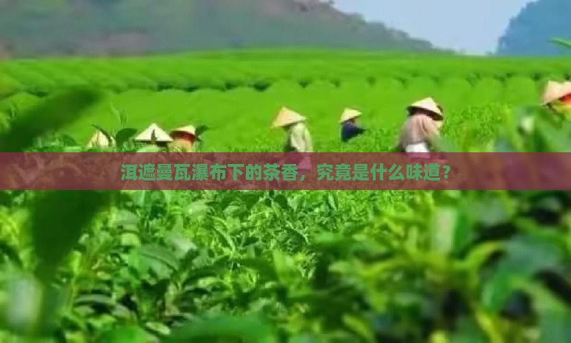 洱遮曼瓦瀑布下的茶香，究竟是什么味道？