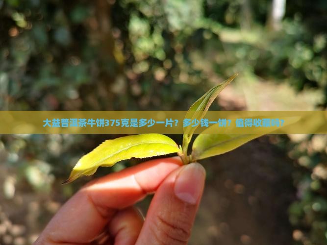 大益普洱茶牛饼375克是多少一片？多少钱一饼？值得收藏吗？