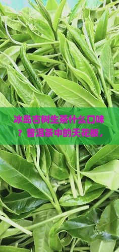 冰岛古树生茶什么口味？普洱茶中的天花板，资深茶友的终极痛点