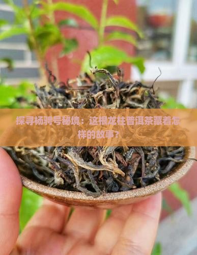 探寻杨骋号秘境：这根龙柱普洱茶藏着怎样的故事？