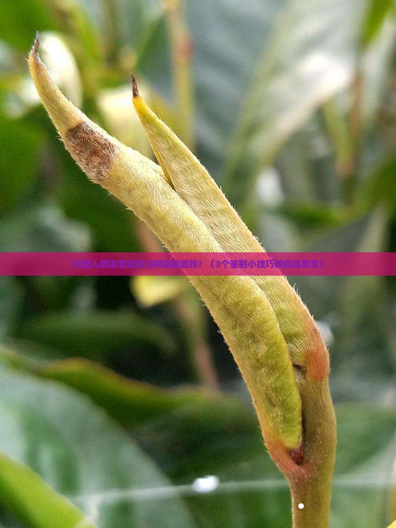 村里人都说老班章古树茶最值钱？（3个鉴别小技巧教你选真货）