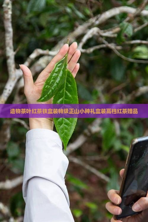 造物茶叶红茶铁盒装特级正山小种礼盒装高档红茶赠品