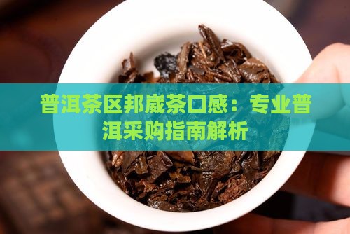 普洱茶区邦崴茶口感：专业普洱采购指南解析
