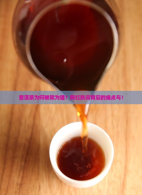 普洱茶为何被称为猫？网红热词背后的痛点与！
