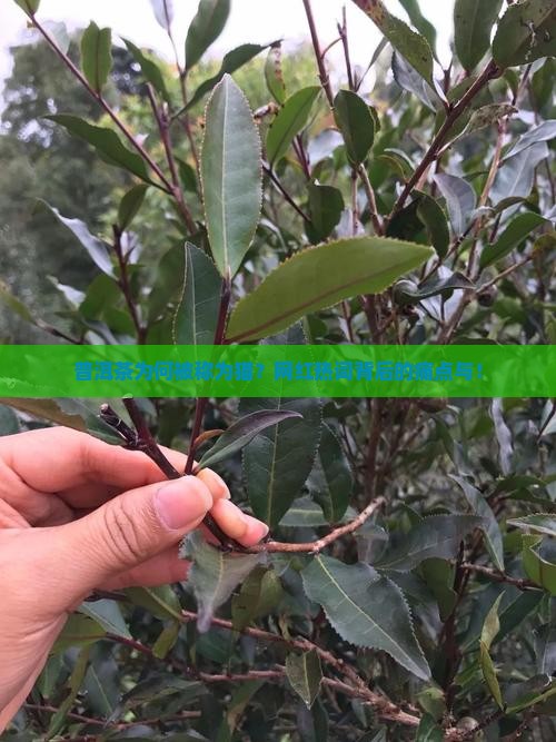 普洱茶为何被称为猫？网红热词背后的痛点与！