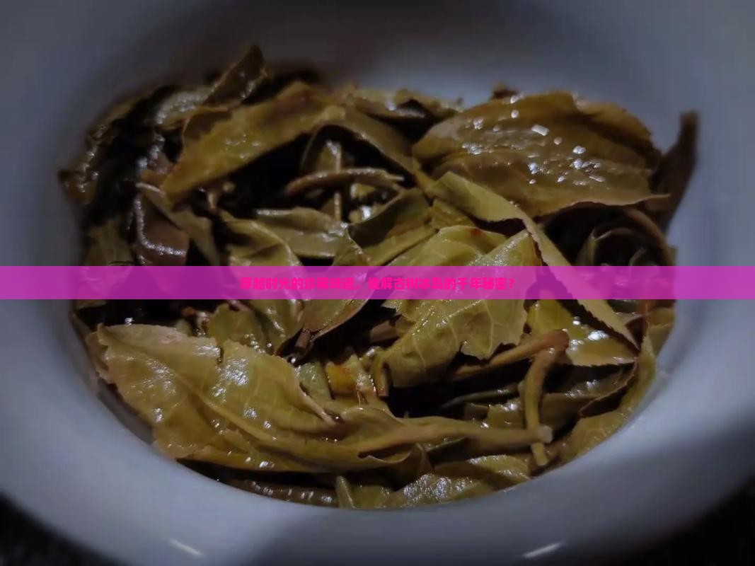 穿越时光的珍稀味道，谁解古树冰岛的千年秘密？