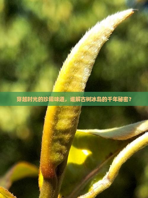 穿越时光的珍稀味道，谁解古树冰岛的千年秘密？