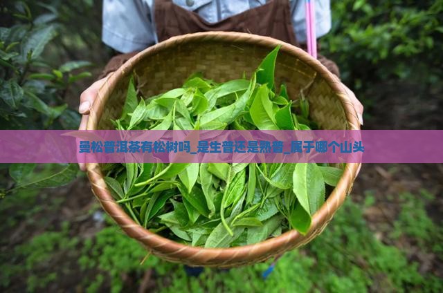 曼松普洱茶有松树吗_是生普还是熟普_属于哪个山头