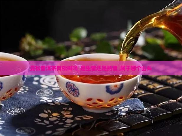曼松普洱茶有松树吗_是生普还是熟普_属于哪个山头