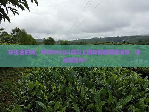 在生活的我，好奇为什么3成以上朋友都爱喝普洱茶，这是潮流吗？