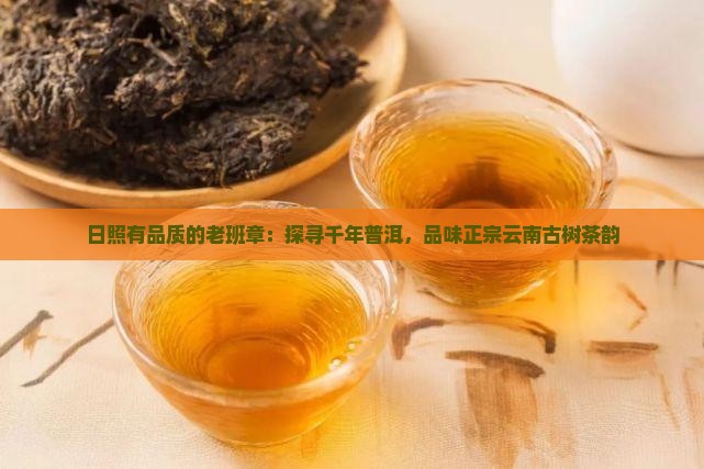 日照有品质的老班章：探寻千年普洱，品味正宗云南古树茶韵