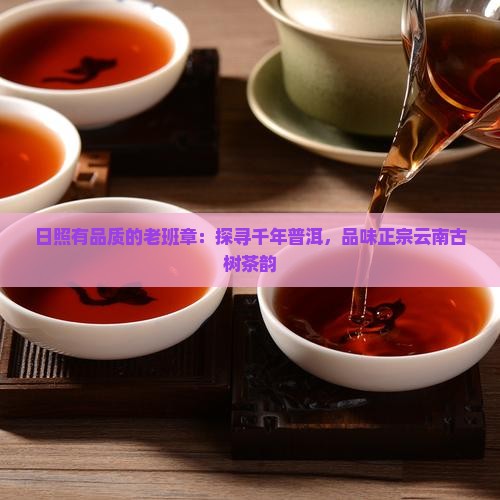 日照有品质的老班章：探寻千年普洱，品味正宗云南古树茶韵