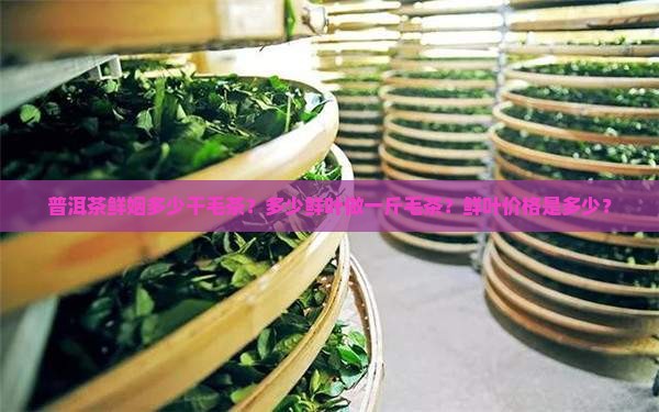 普洱茶鲜姻多少干毛茶？多少鲜叶做一斤毛茶？鲜叶价格是多少？