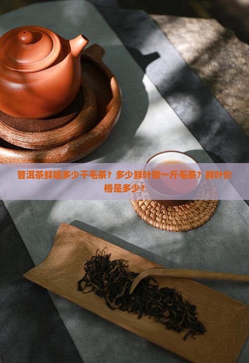 普洱茶鲜姻多少干毛茶？多少鲜叶做一斤毛茶？鲜叶价格是多少？